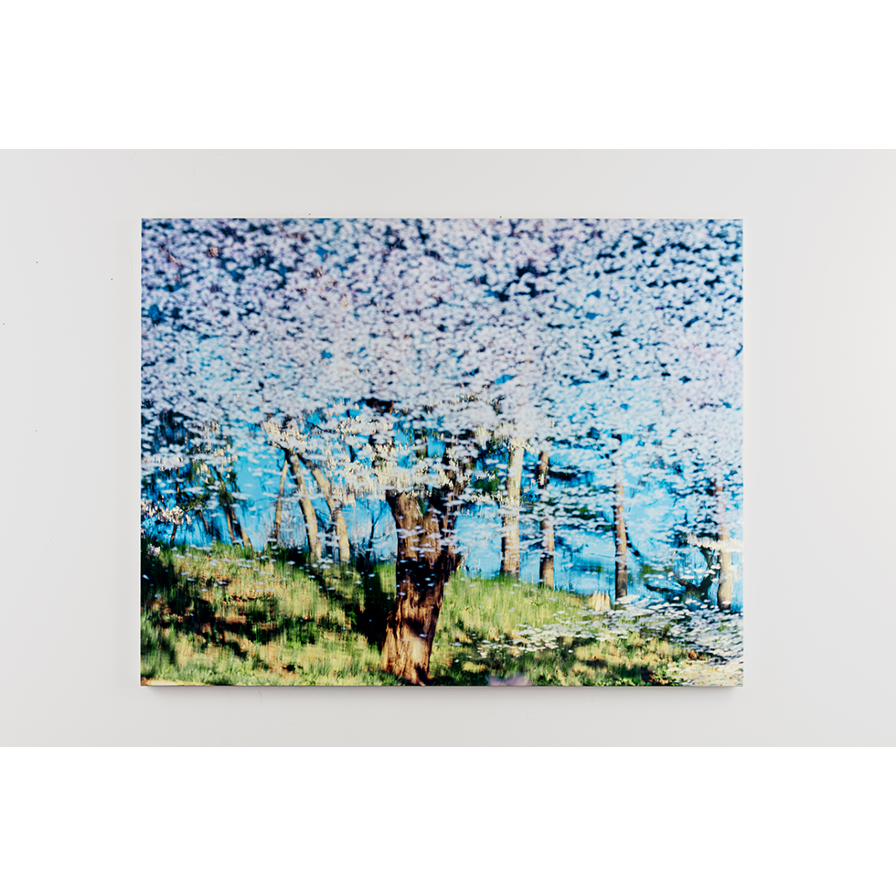 <a href="https://www.ueshima-collection.com/artist-list/146" style="color:inherit">鈴木理策</a> / <a href="https://www.ueshima-collection.com/artist-list/146" style="color:inherit">RISAKU SUZUKI</a>:SAKURA, 21, 4-570