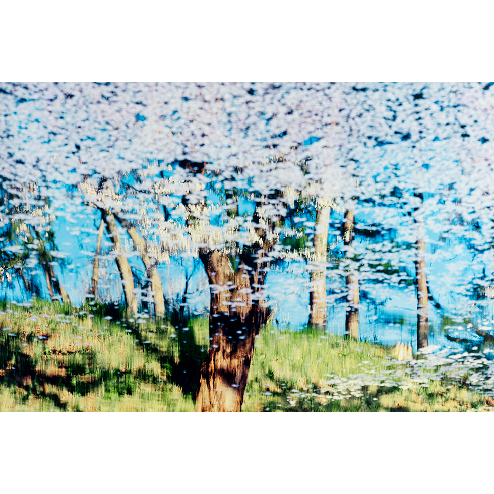 <a href="https://www.ueshima-collection.com/artist-list/146" style="color:inherit">鈴木理策</a> / <a href="https://www.ueshima-collection.com/artist-list/146" style="color:inherit">RISAKU SUZUKI</a>:SAKURA, 21, 4-570