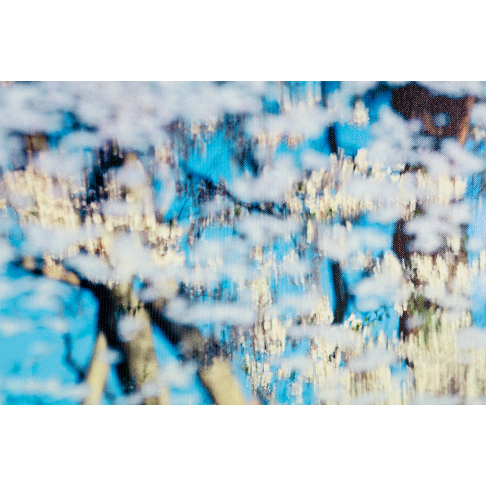 <a href="https://www.ueshima-collection.com/artist-list/146" style="color:inherit">鈴木理策</a> / <a href="https://www.ueshima-collection.com/artist-list/146" style="color:inherit">RISAKU SUZUKI</a>:SAKURA, 21, 4-570