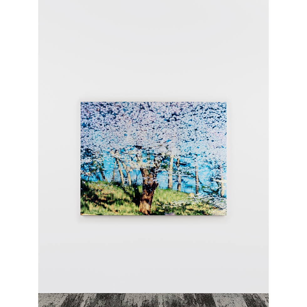 <a href="https://www.ueshima-collection.com/artist-list/146" style="color:inherit">鈴木理策</a> / <a href="https://www.ueshima-collection.com/artist-list/146" style="color:inherit">RISAKU SUZUKI</a>:SAKURA, 21, 4-570