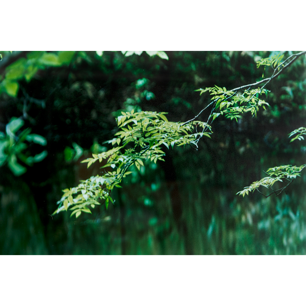<a href="https://www.ueshima-collection.com/artist-list/146" style="color:inherit">鈴木理策</a> / <a href="https://www.ueshima-collection.com/artist-list/146" style="color:inherit">RISAKU SUZUKI</a>:water mirror, 17, WM-741