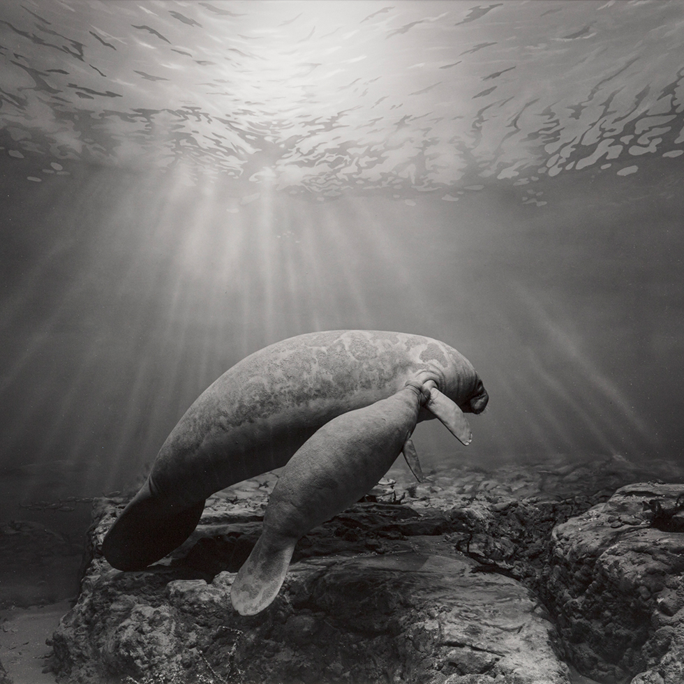 Manatee