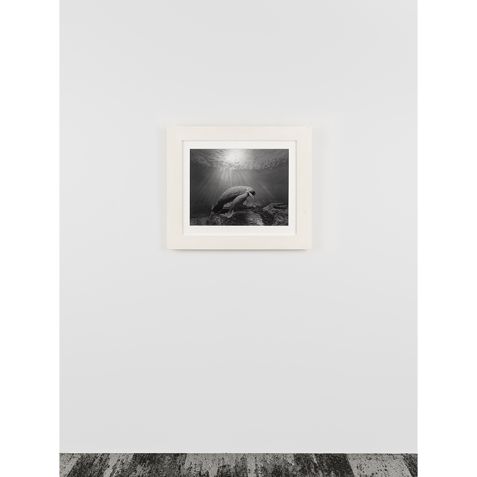 <a href="https://www.ueshima-collection.com/artist-list/10" style="color:inherit">杉本博司</a> / <a href="https://www.ueshima-collection.com/artist-list/10" style="color:inherit">HIROSHI SUGIMOTO</a>:Manatee