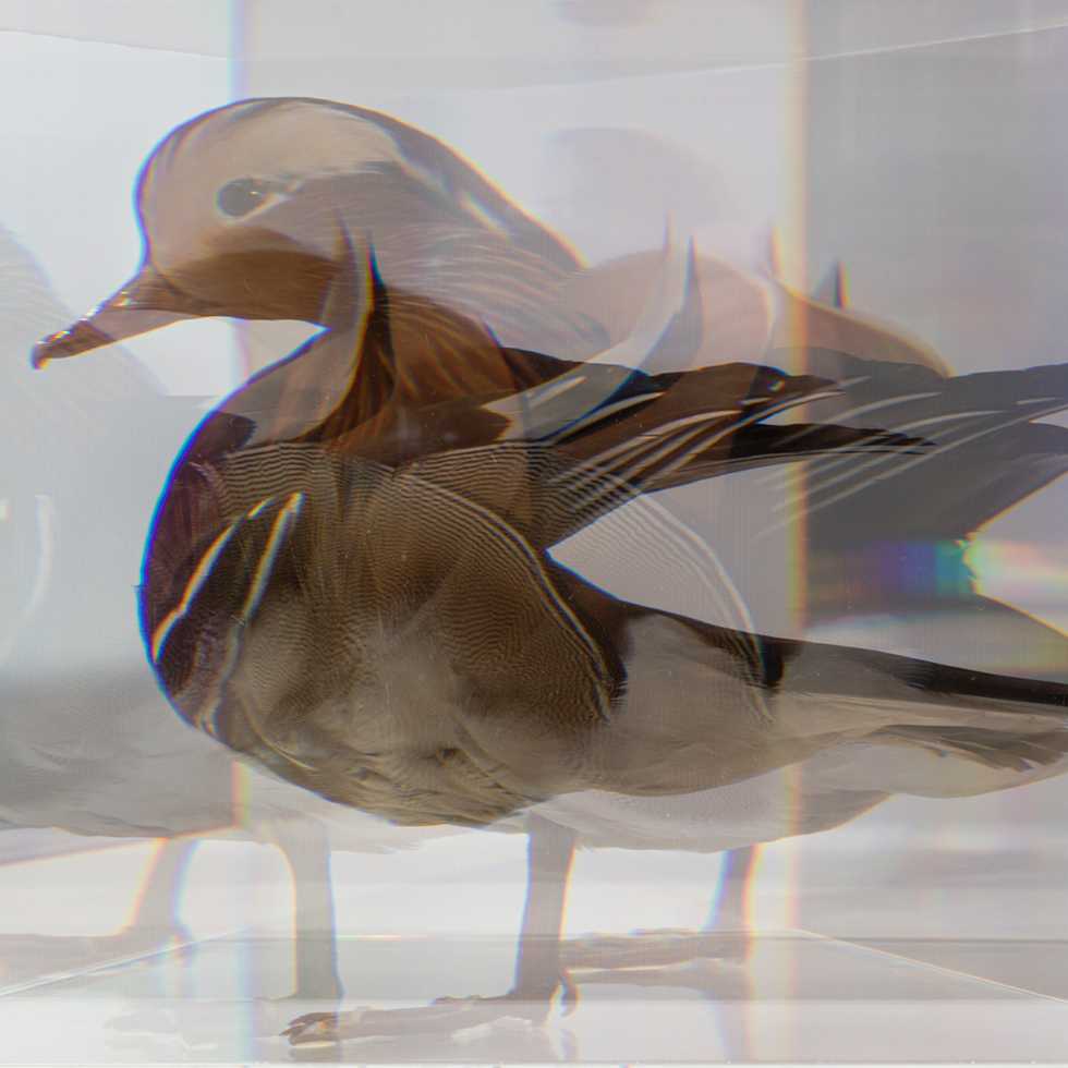 PixCell [Mandarin Duck]